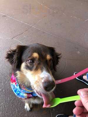 The Skinny Dip Frozen Yogurt Bar