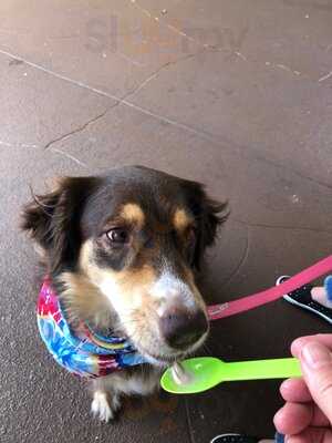 The Skinny Dip Frozen Yogurt Bar