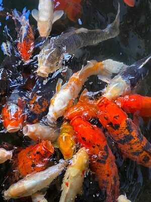 Pagoda Floating Restaurant