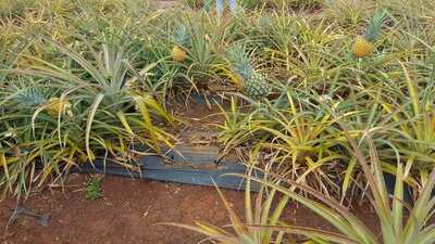 Dole Distribution Center