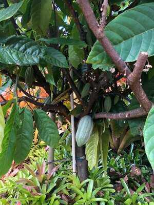 Dole Distribution Center