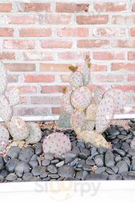 Pink Cactus