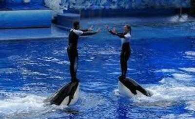 Shamu Rocks Dinner Buffet