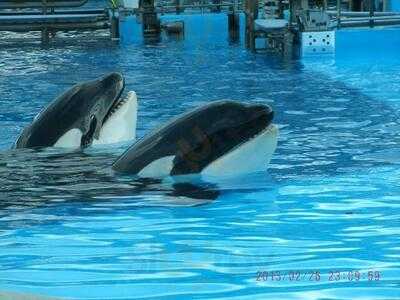 Shamu Rocks Dinner Buffet