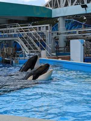 Shamu Rocks Dinner Buffet