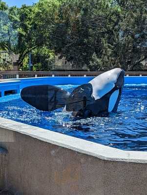 Shamu Rocks Dinner Buffet