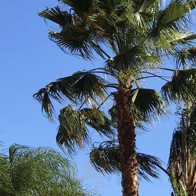 Cat-tails Pool Bar & Grille