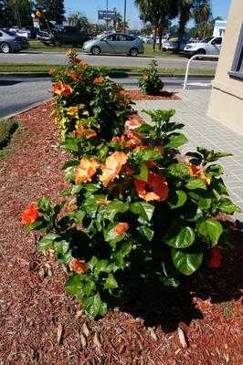 Captain D's Seafood Restaurant