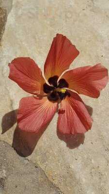 Queen's Surf Cafe And Lanai