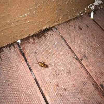 The West End - A Public House