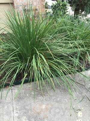 Carrabba's Italian Grill