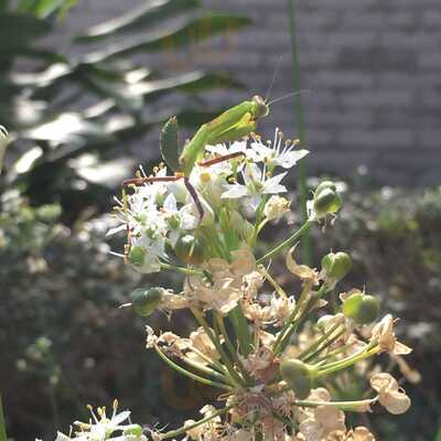 Coffeeline Campus Coffeehouse