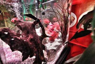 Kim's Tea House Tapioca