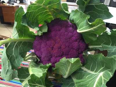 Fortune One Food Fax Line