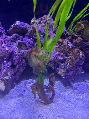 Dillon's Kc Bbq Arrowhead