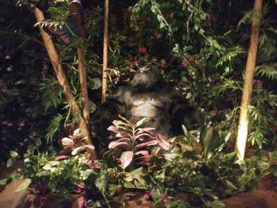 Rainforest Cafe