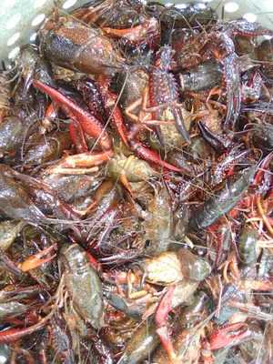 Southland Icehouse Ltd