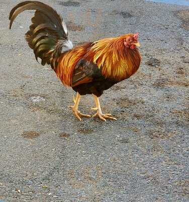 Sugar Beach Bake Shop