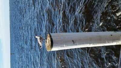 Harpoon Harry's Restaurant And Bar