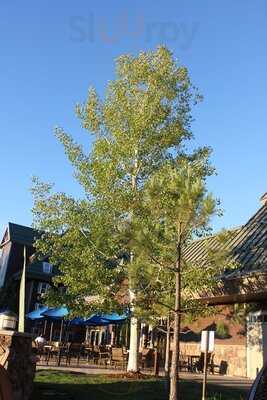 Bear Moon Bar & Grill