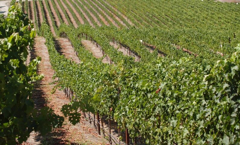 Boete Winery
