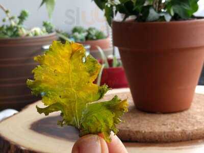 Mint Restaurant, Juicery And Yoga