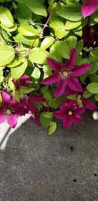 Foto 46021646