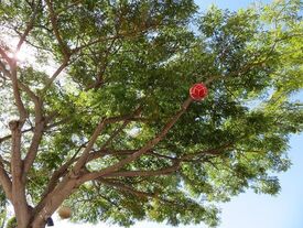 Under The Bodhi Tree