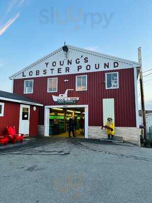 Young's Lobster Pound