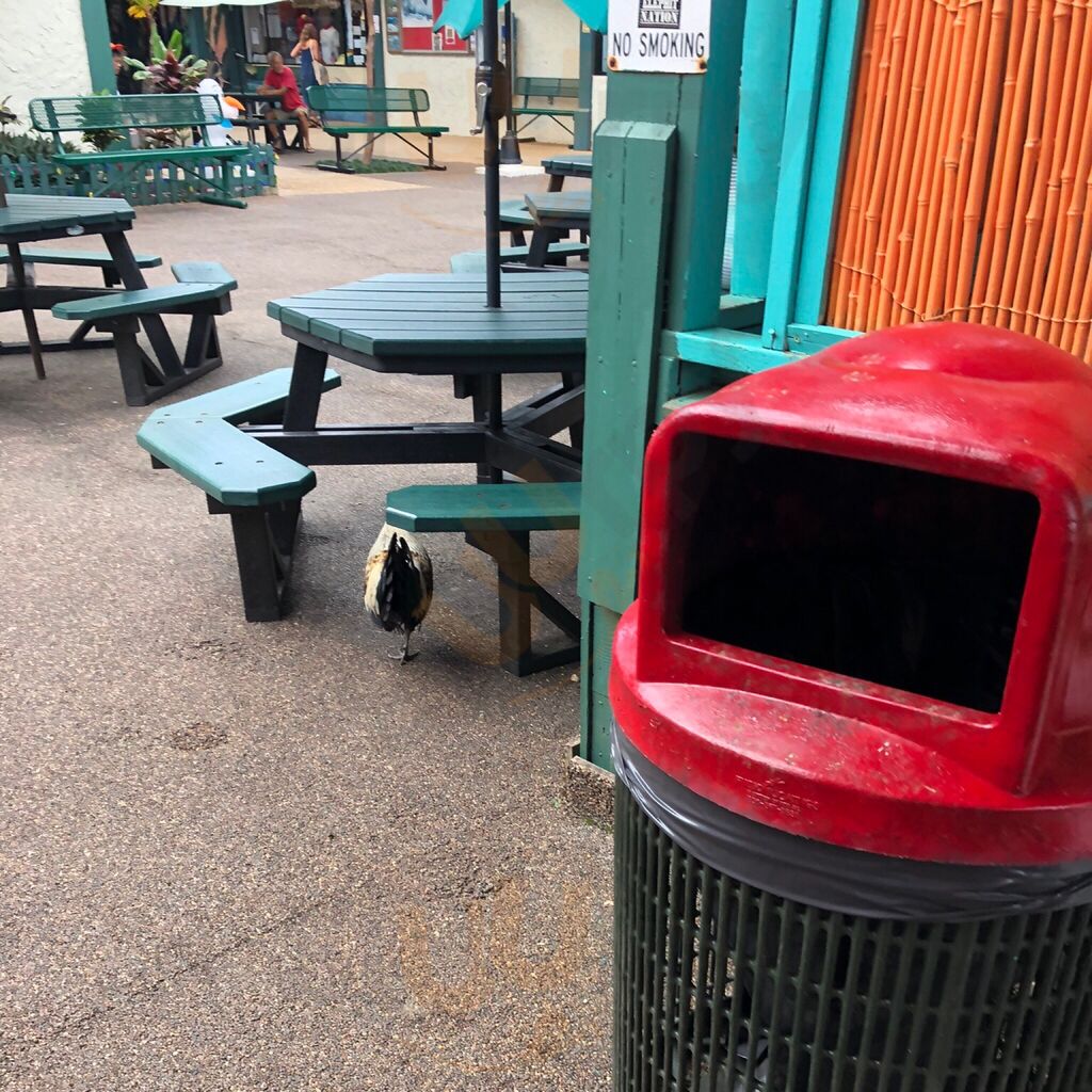Chicken In A Barrel Bbq