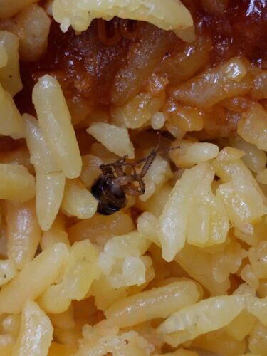 Golden Dragon Kitchen