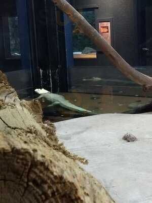 Dillon's Kc Bbq At Wildlife World Zoo