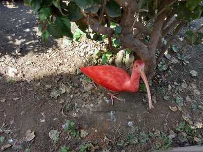 Dillon's Kc Bbq At Wildlife World Zoo