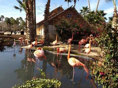 Dillon's Kc Bbq At Wildlife World Zoo