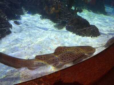 Dillon's Kc Bbq At Wildlife World Zoo