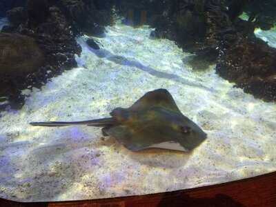 Dillon's Kc Bbq At Wildlife World Zoo