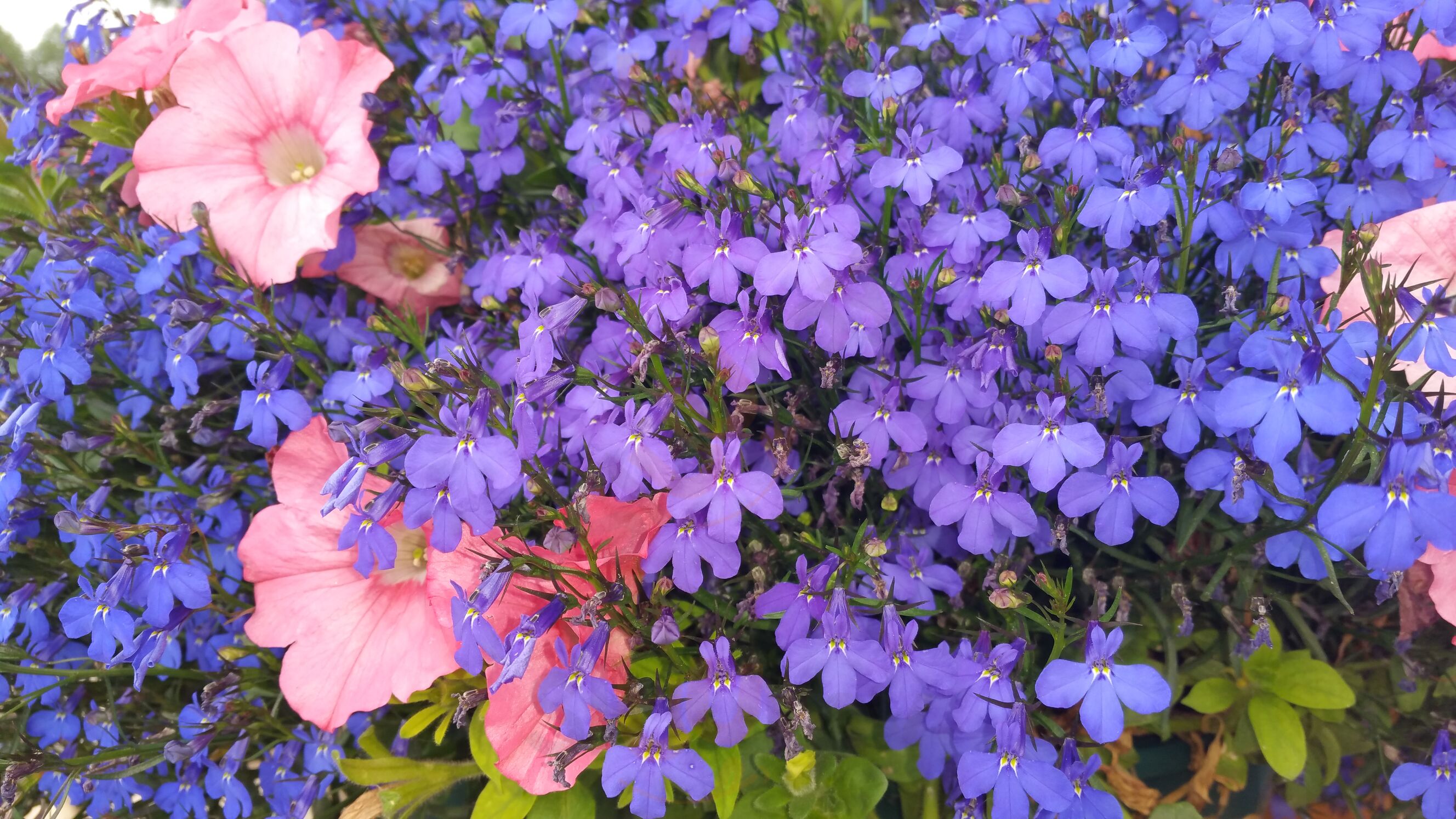 Terrace Inn Grand Lake