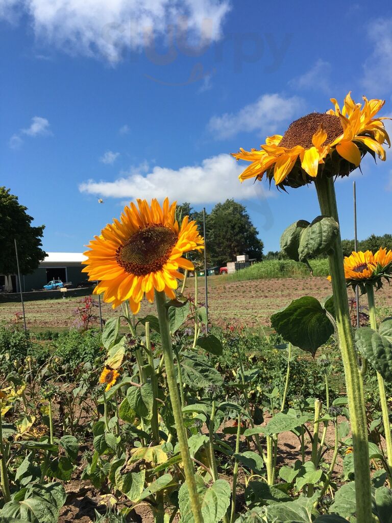 Burnaps Farm Market & Garden Cafe