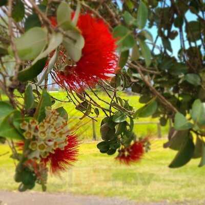 Ulupalakua Ranch Store & Grill