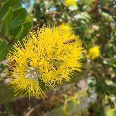 Ulupalakua Ranch Store & Grill