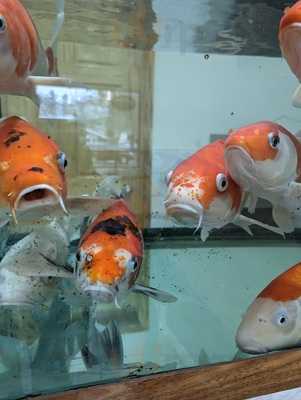 Four Seasons Chinese Restaurant