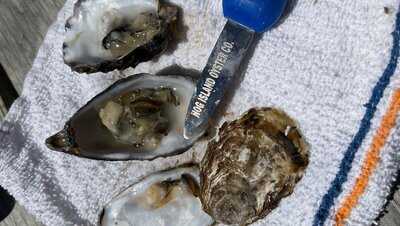 Hog Island Oyster Company