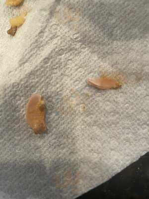 Maggiano's Little Italy