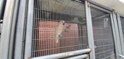 R. Thomas Deluxe Grill