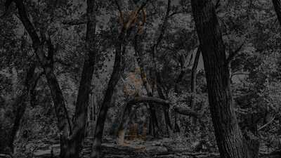 Bosque Brewing Company