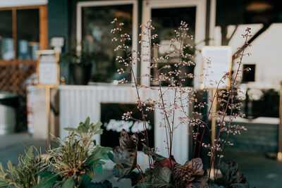 Lamplighter Roasting Comany