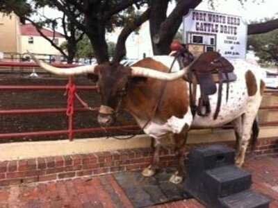 Hyatt Place Fort Worth Historic Stockyards - Gallery Restaurant