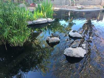 Govinda's Natural Foods Buffet