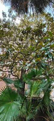 Cafe Beignet, Royal Street