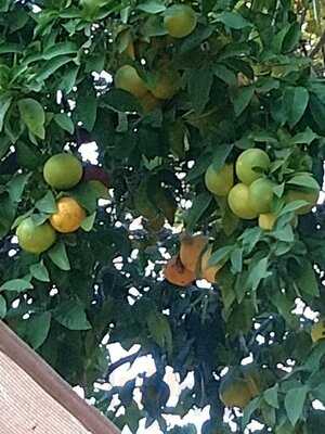 Freeport Bar & Grill